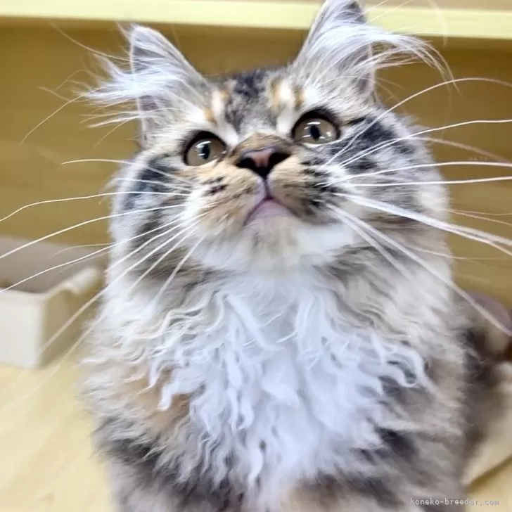 ID:2503-01165の子猫