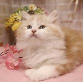 サイベリアン