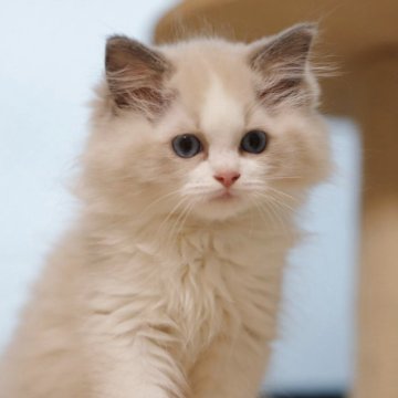 ラグドール【埼玉県・男の子・2025年8月1日・ブルーポイントバイカラー】の写真「✨当日見学可能✨
両親外産」