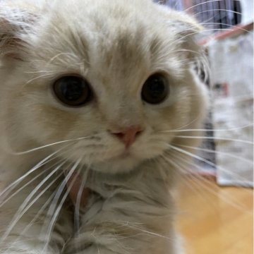 スコティッシュフォールド(折れ耳)【愛知県・男の子・2024年5月8日・クリームタビー（ロング）】の写真「大きな目の男の子✨とっても人懐っこい性格です🩵」