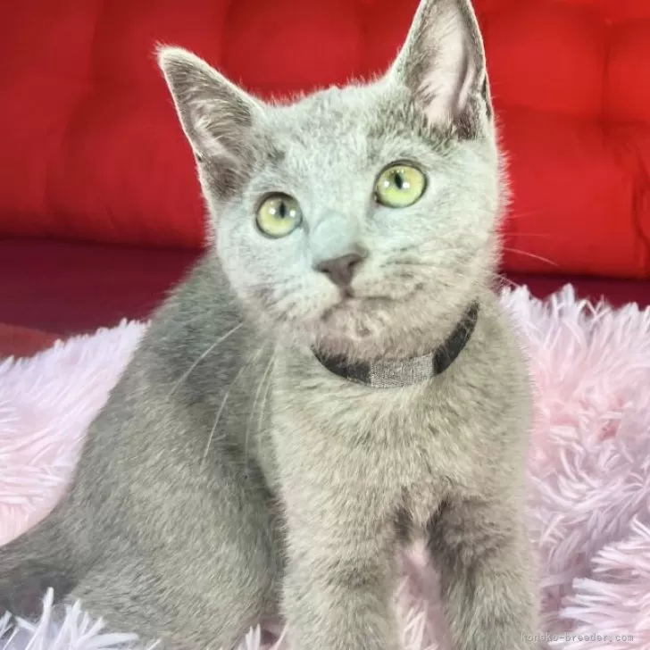 ID:2412-01416の子猫