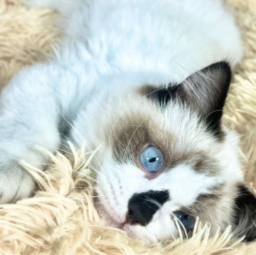 ラグドール【愛知県・男の子・2024年11月6日・シールポイントバイカラー（ロング）】の写真「最終値下げです‼️立派な男の子🩵」