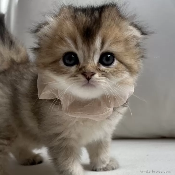 ID:2405-00870の子猫