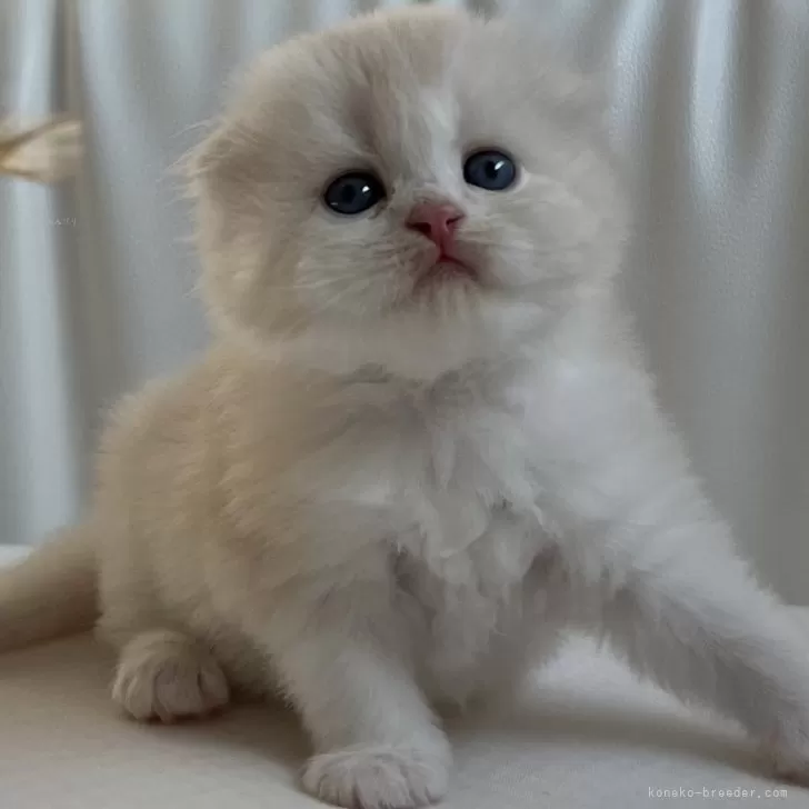 ID:2409-00941の子猫