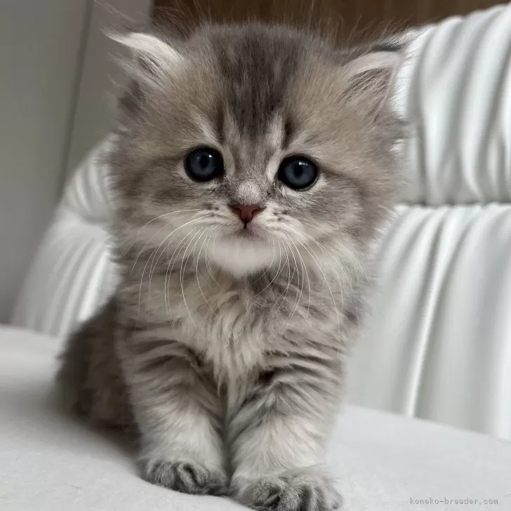 ID:2409-01692の子猫
