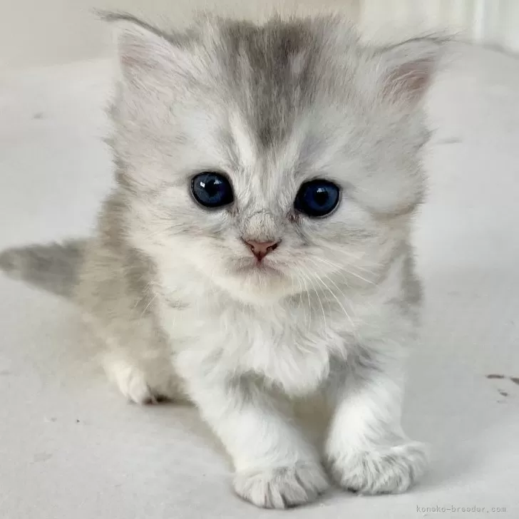 ID:2412-02805の子猫