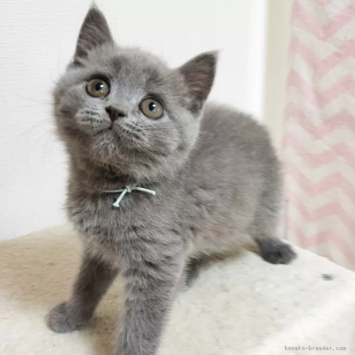 ID:2407-02487の子猫