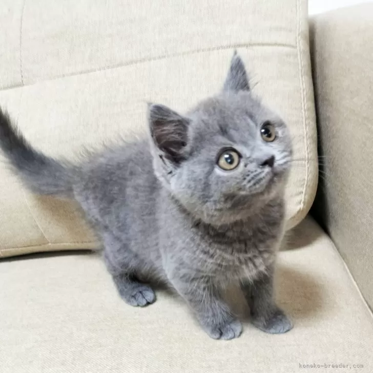 ID:2407-01061の子猫