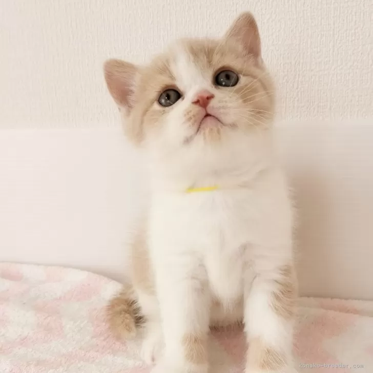 ID:2503-02754の子猫
