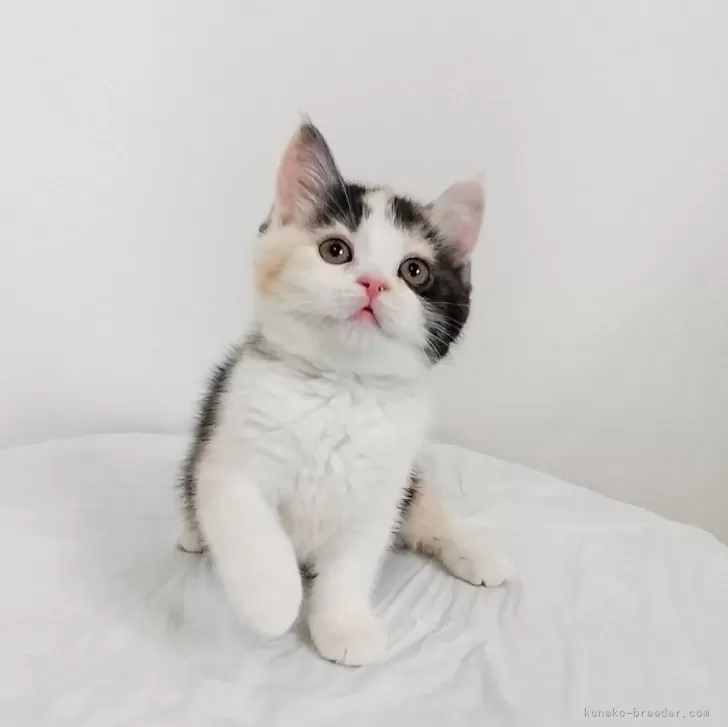 ID:2503-00745の子猫