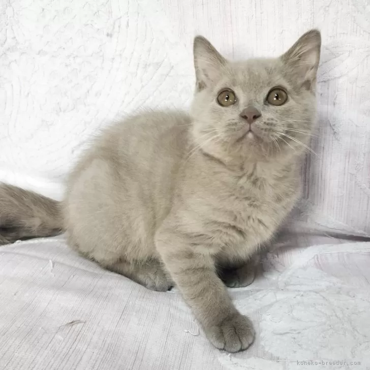 M.M 様のお迎えした子猫