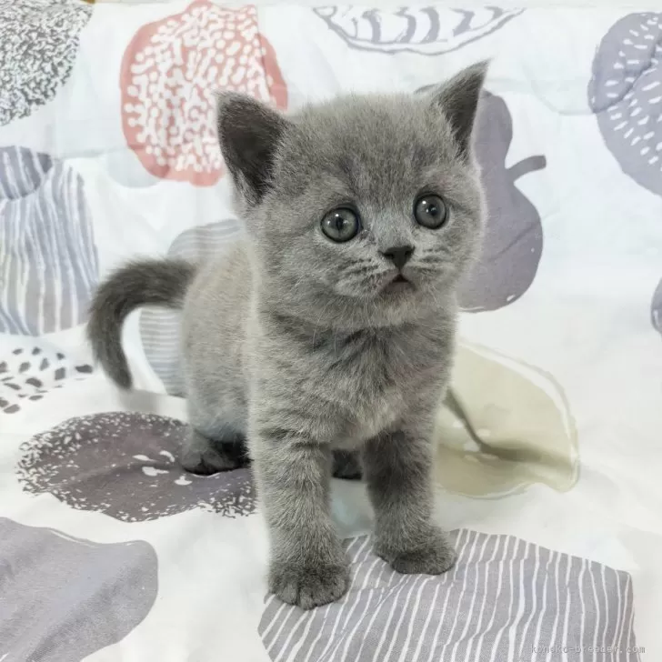 ID:2501-01725の子猫