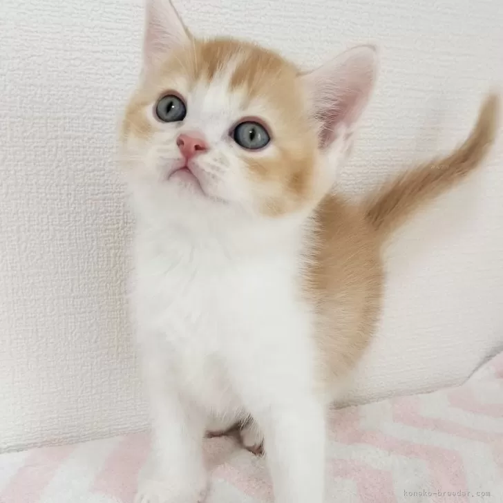 みな 様のお迎えした子猫