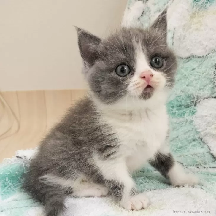 ID：2503-01080の子猫