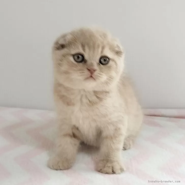 ID:2503-02750の子猫