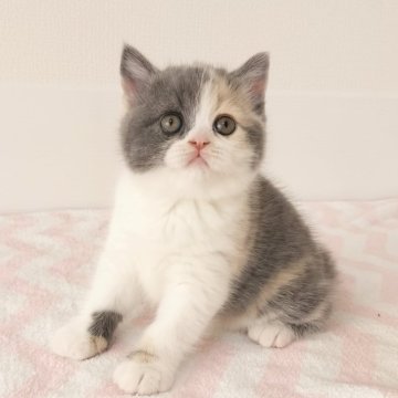 ブリティッシュショートヘア【三重県・女の子・2025年2月8日・ダイリュートキャリコ（ショート）】の写真「顔丸！首太！足太！ムチムチボディ！！」
