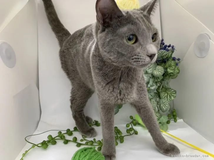 ID:2201-01612の子猫