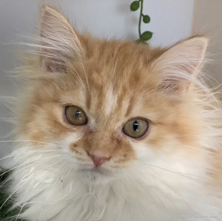 ID:2212-00126の子猫