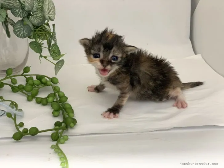 ID:2205-02605の子猫