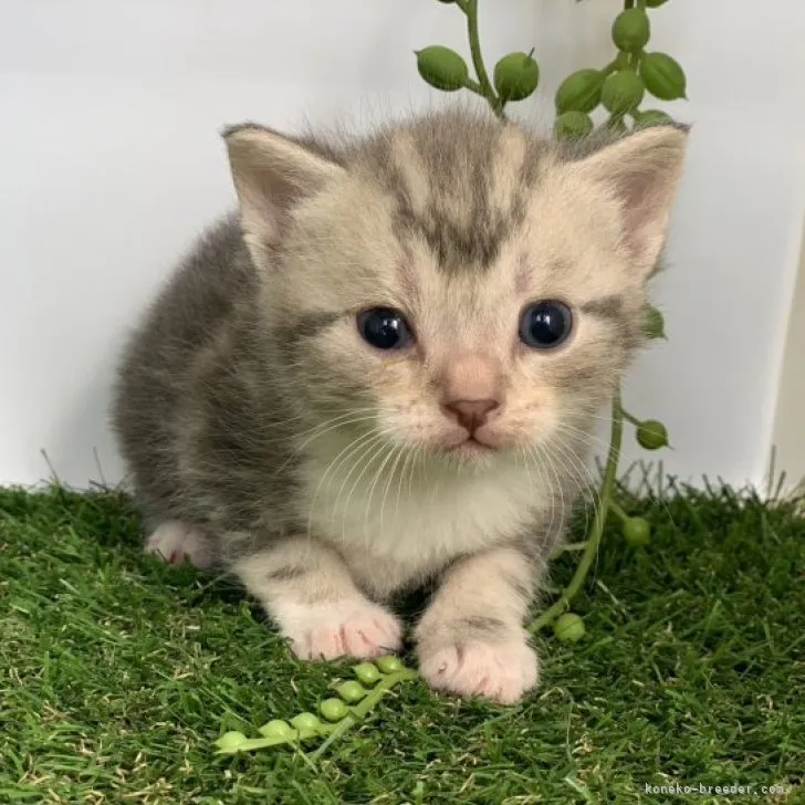 ID:2303-01292の子猫
