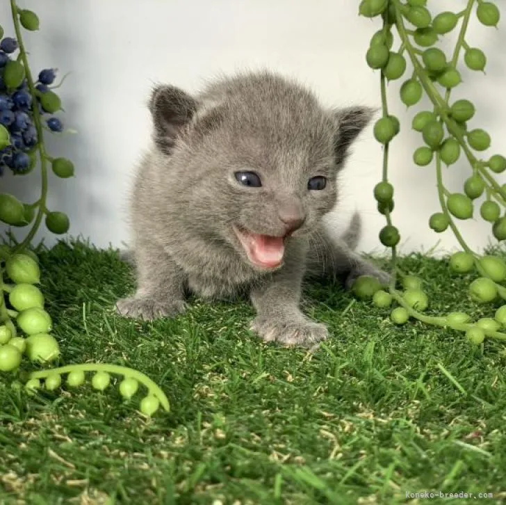ID:2212-01073の子猫