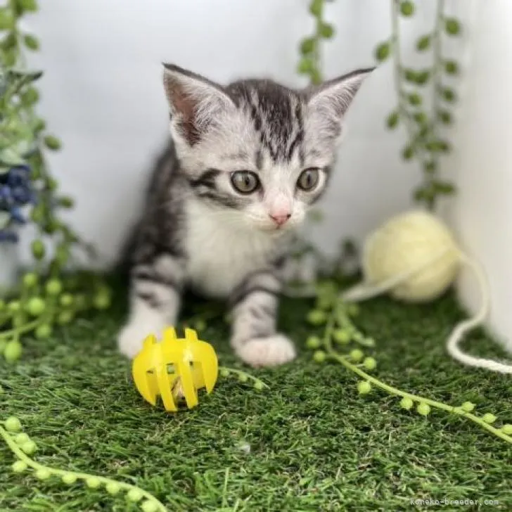 ともぞう 様のお迎えした子猫