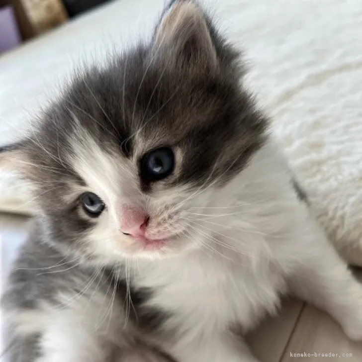 ID:2311-01733の子猫