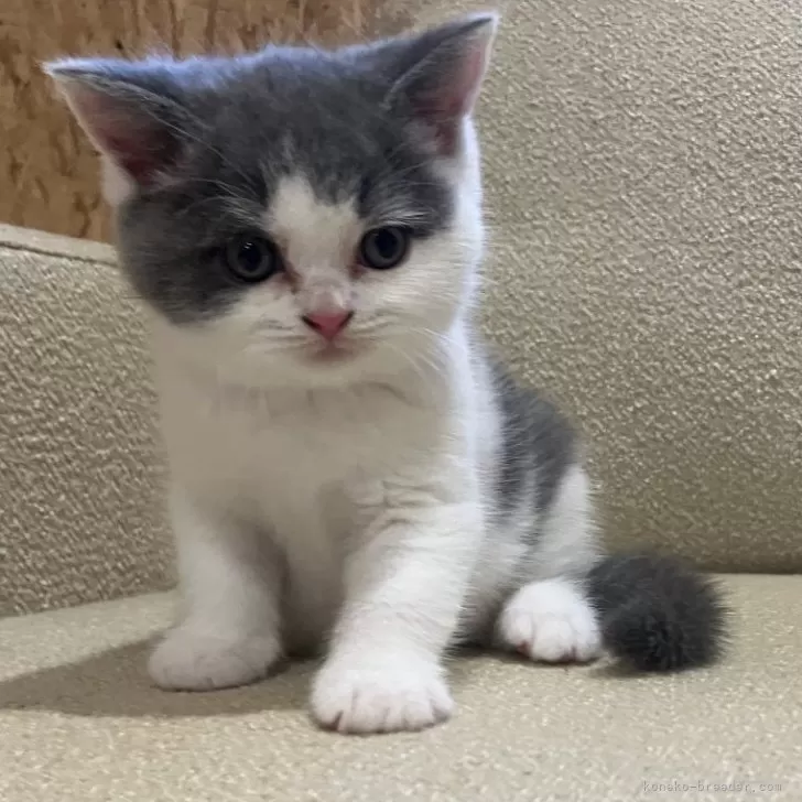 ID:2408-01481の子猫