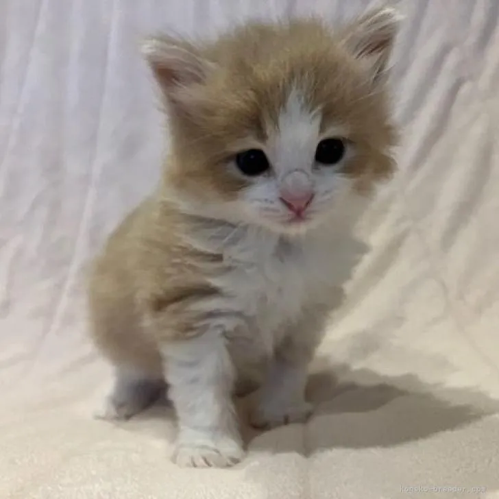 ID:2210-02312の子猫