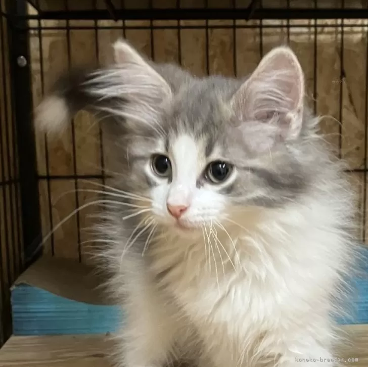 ツナ 様のお迎えした子猫