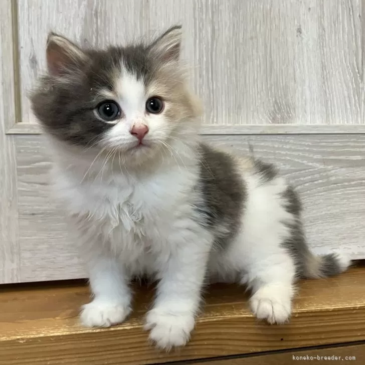 ID:2411-02938の子猫