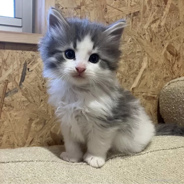 ID:2502-00974の子猫