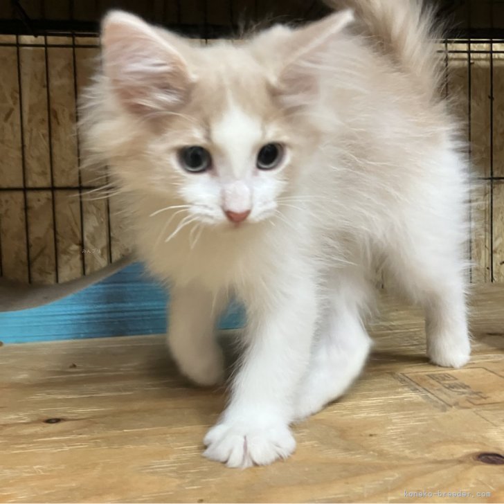 ツナ 様のお迎えした子猫