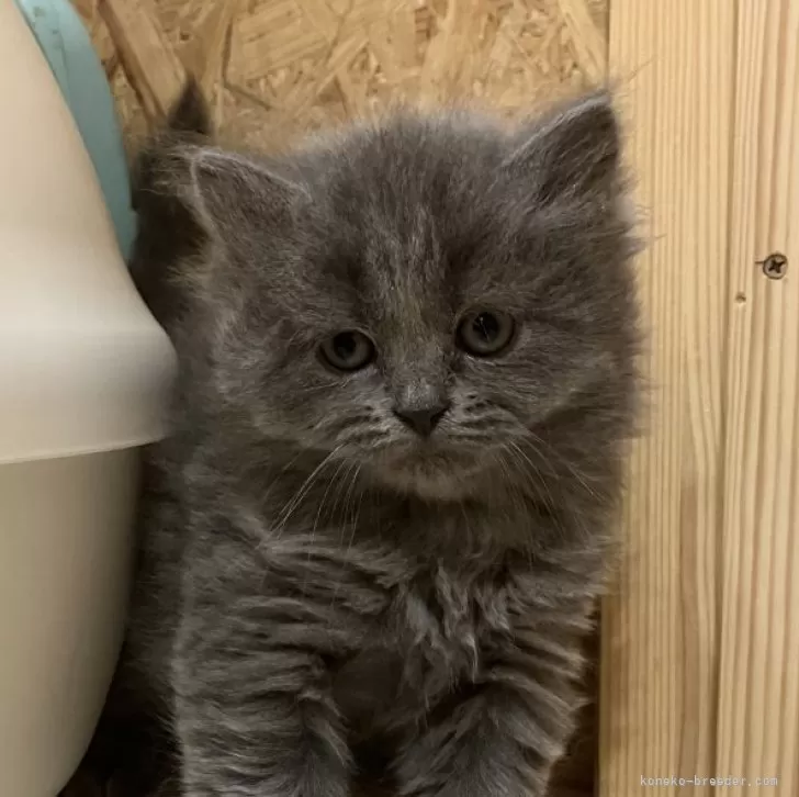 ID:2504-00193の子猫