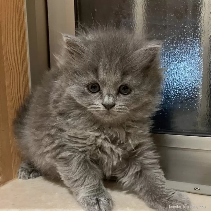 ID:2504-00195の子猫