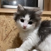 ノルウェージャンフォレストキャット