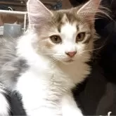 ノルウェージャンフォレストキャット