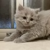 ブリティッシュロングヘア