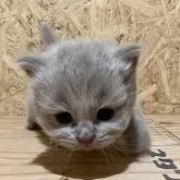 ブリティッシュロングヘア