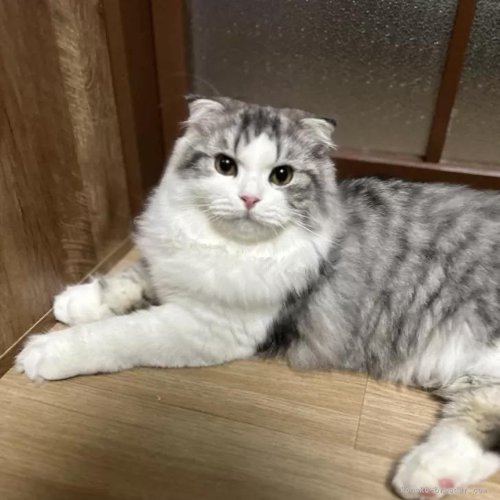 mi 様のお迎えした子猫