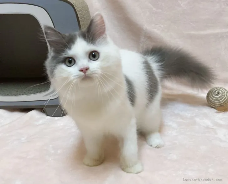 ID:2203-00700の子猫