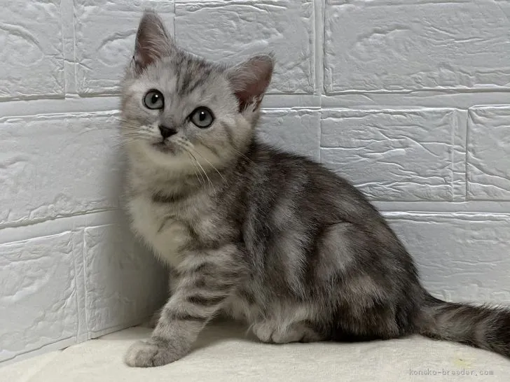 ID：2103-00548の子猫