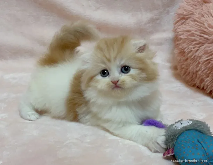 ID:2201-00152の子猫