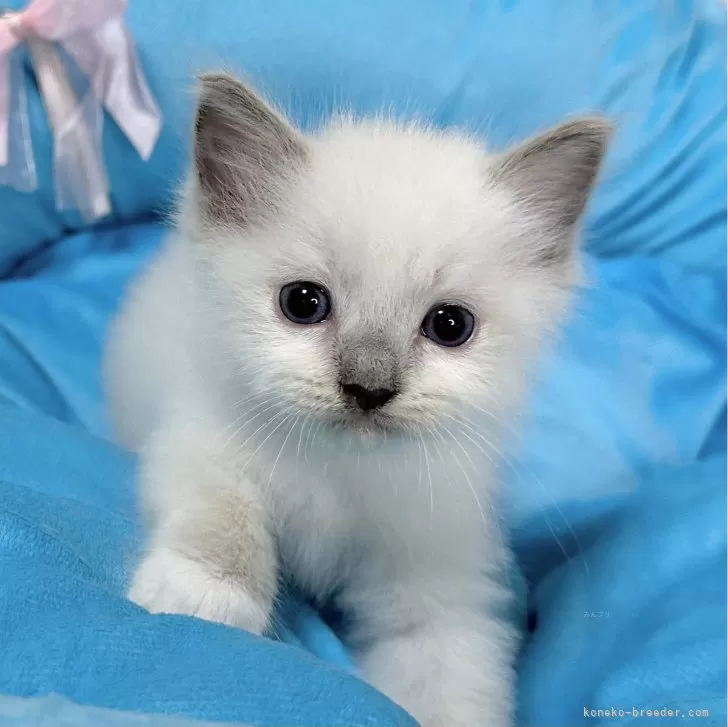 ID:2405-02234の子猫