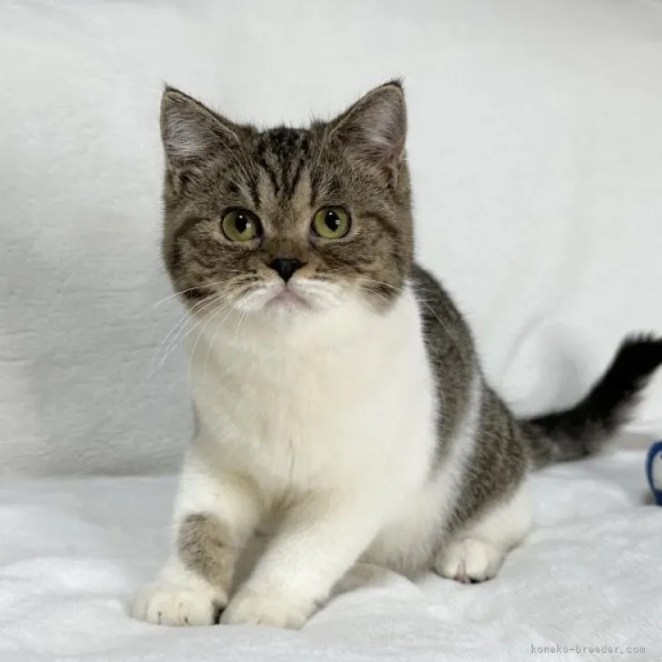 ID:2306-01632の子猫