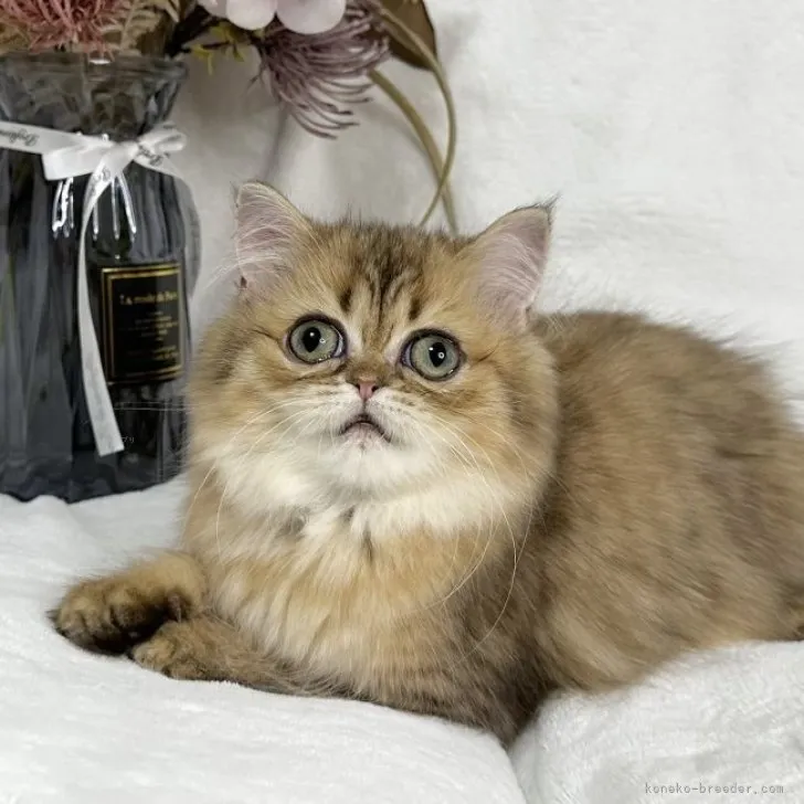 ID:2307-02090の子猫