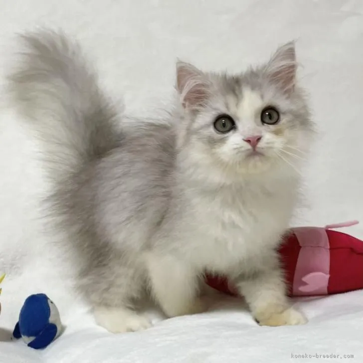 ID:2208-01985の子猫