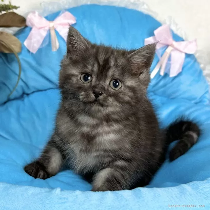 ID:2401-01194の子猫