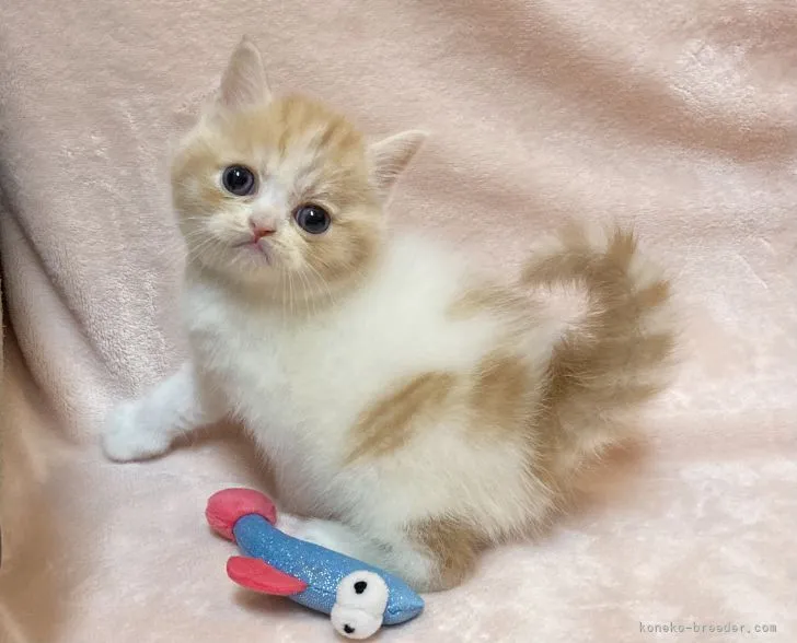 ID:2201-00153の子猫