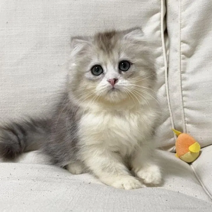 ID:2208-01945の子猫